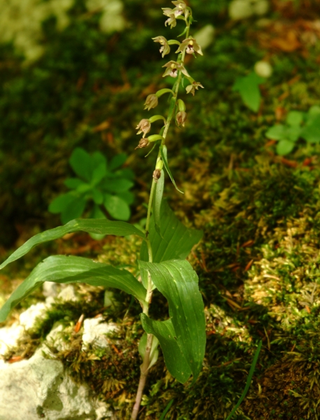 Epipactis helleborine e E. schubertiorum (?)